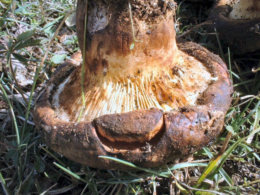 paxillus involutus